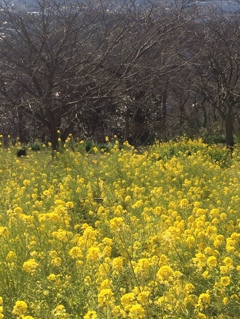菜の花