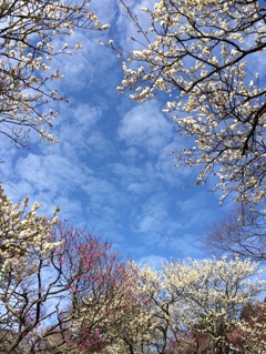 梅と空