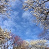 梅と空