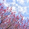 梅と空