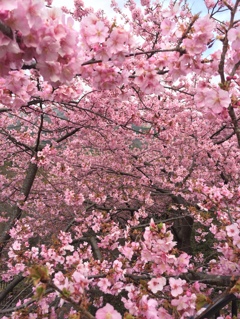 河津桜