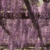 藤の花