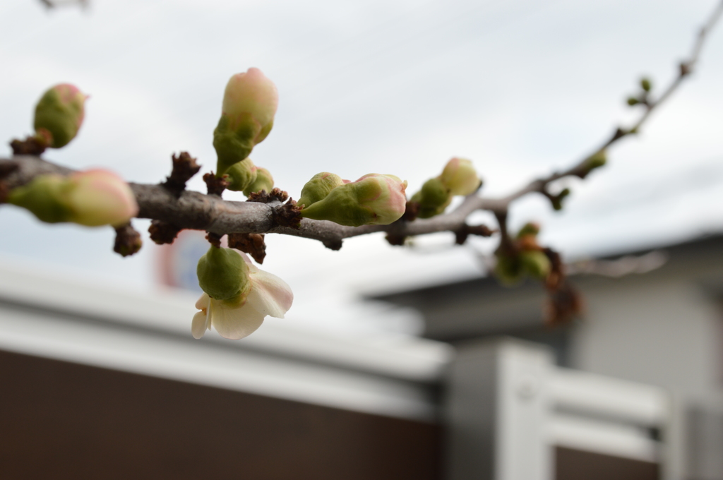 ボケの花