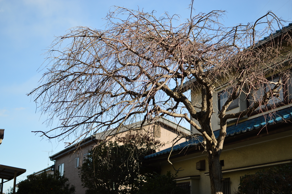 しだれ桜