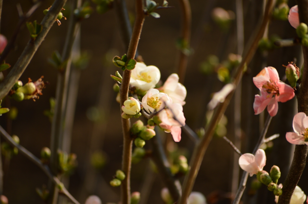 木瓜の花