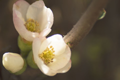 木瓜の花