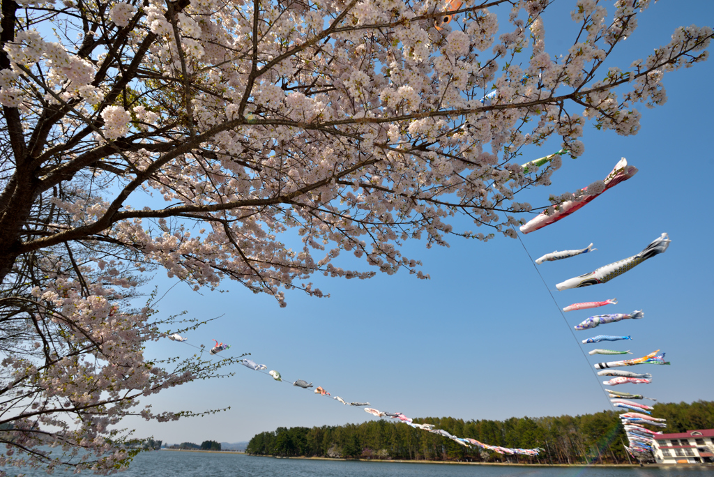 桜と鯉のぼり