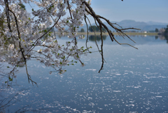 5月の桜。