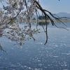 5月の桜。