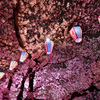 弘明寺/夜桜2