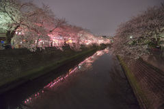 弘明寺/夜桜