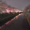 弘明寺/夜桜