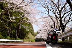 桜のトンネル