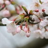 sakura-4
