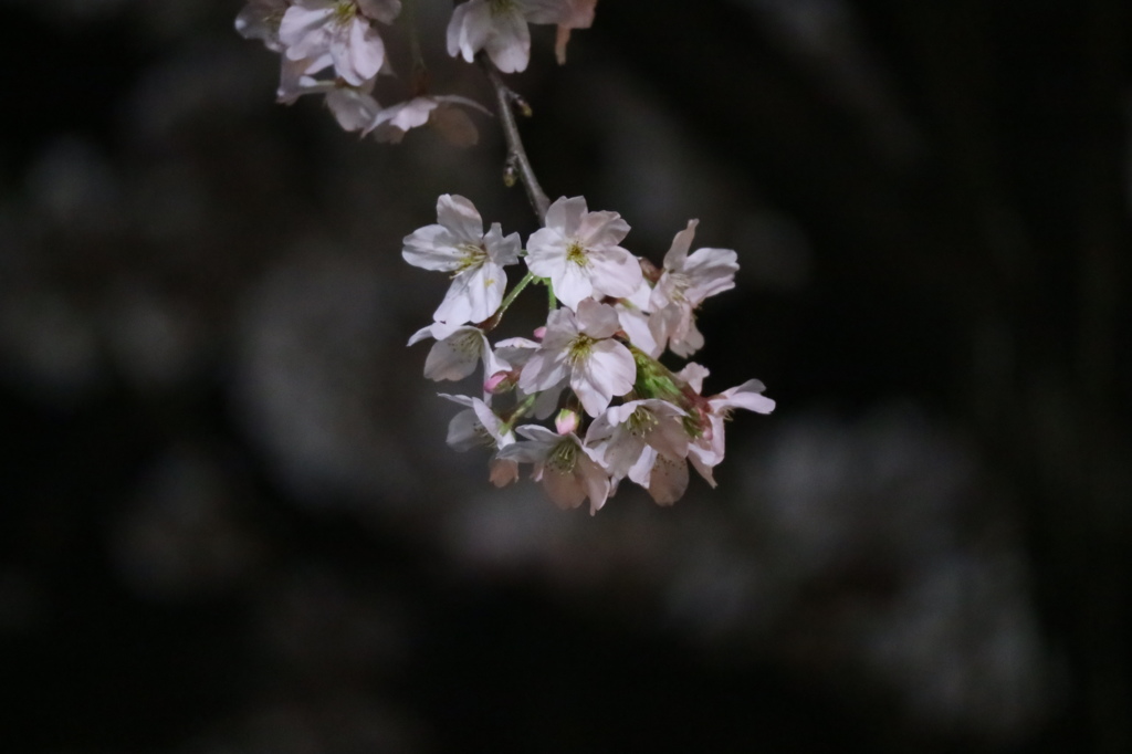 夜桜-2