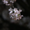 夜桜-2