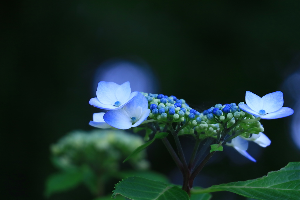 紫陽花ー２