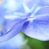 紫陽花ー２
