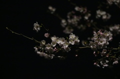 夜桜-1