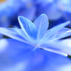 紫陽花ー３