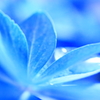 紫陽花ー４
