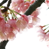 sakura-2