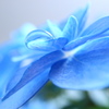 紫陽花ー５