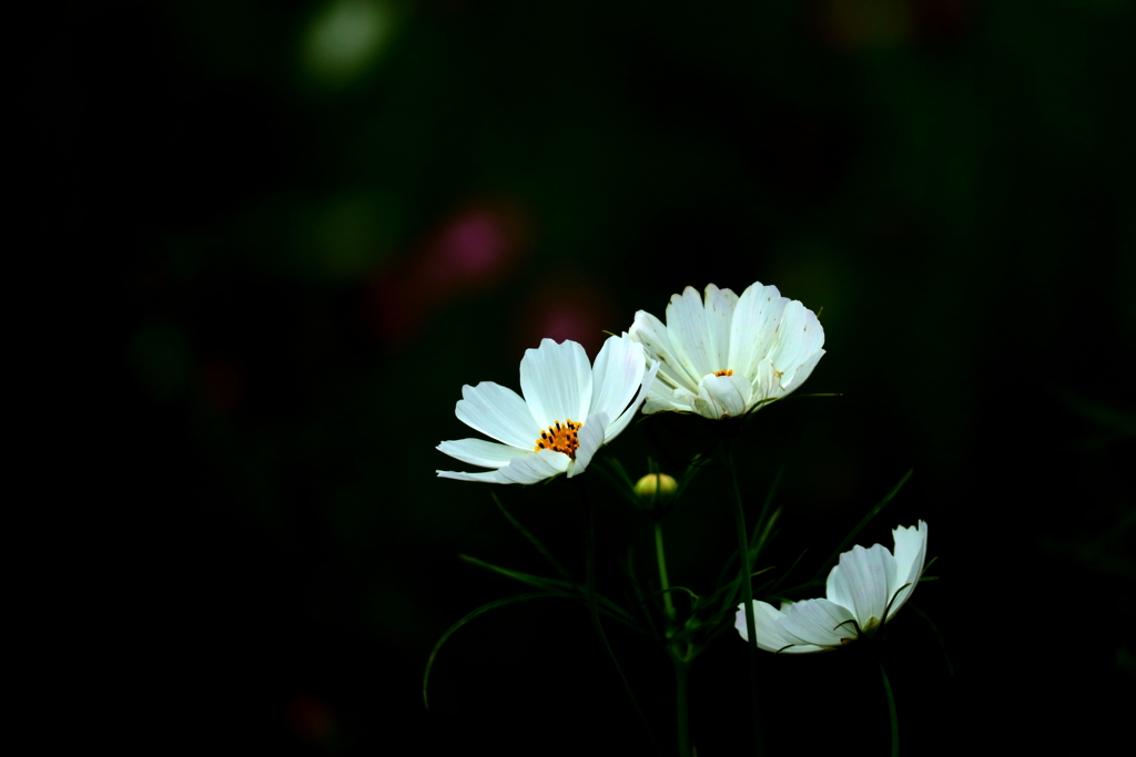 白き秋桜