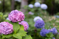 Hydrangea