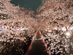 目黒川の桜