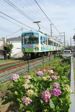 江ノ電と紫陽花（試し編）