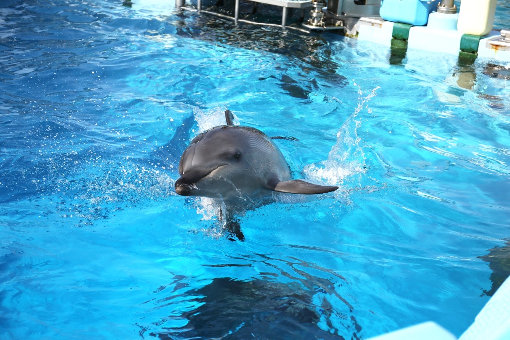 いつもの水族館