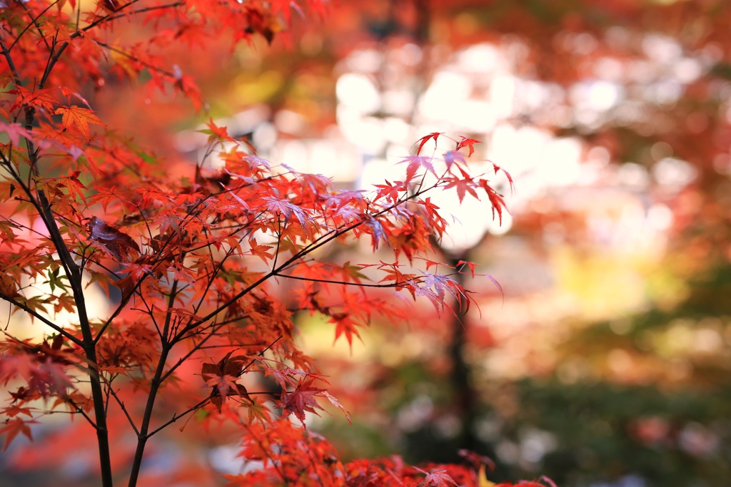 はじめての紅葉撮りに香嵐渓へ