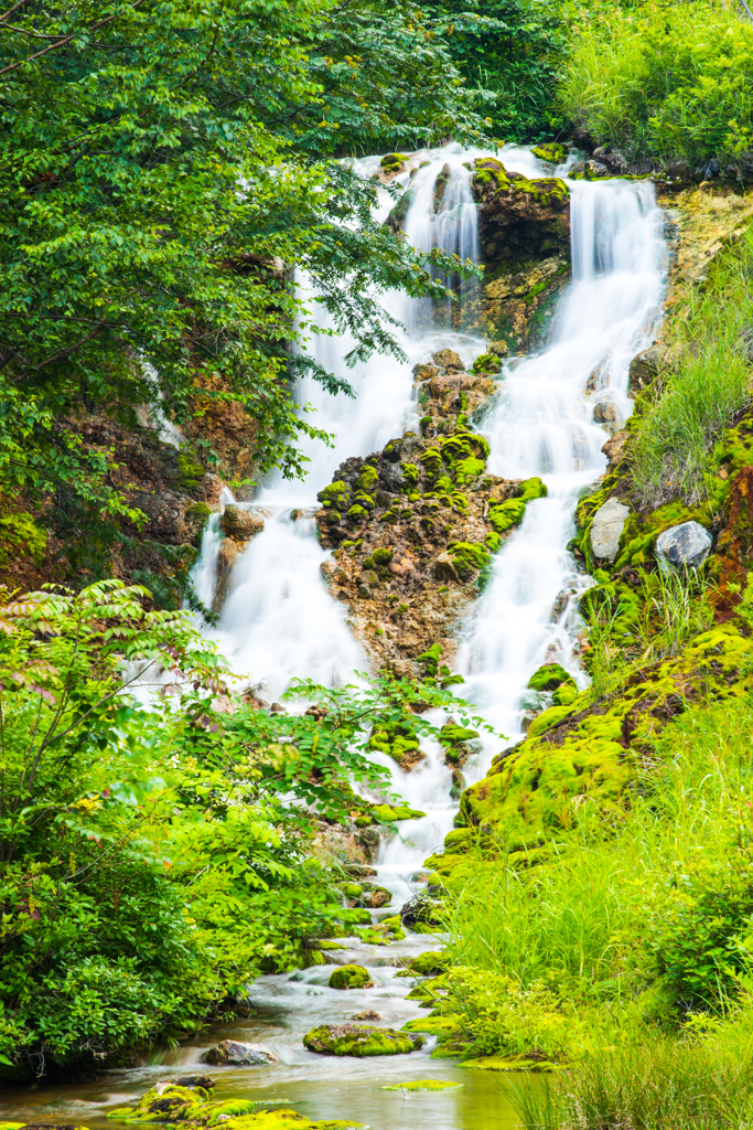 チャツボミゴケ公園
