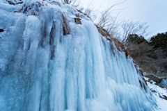 梨木の氷柱