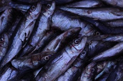 生魚