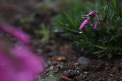 早朝の雫