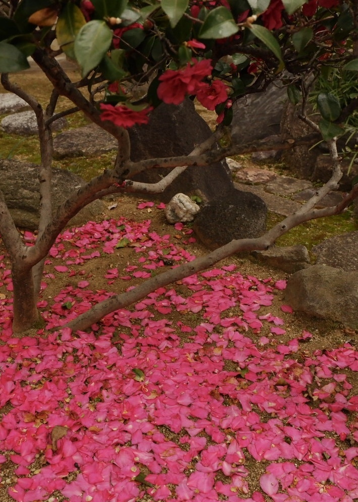 散り景色