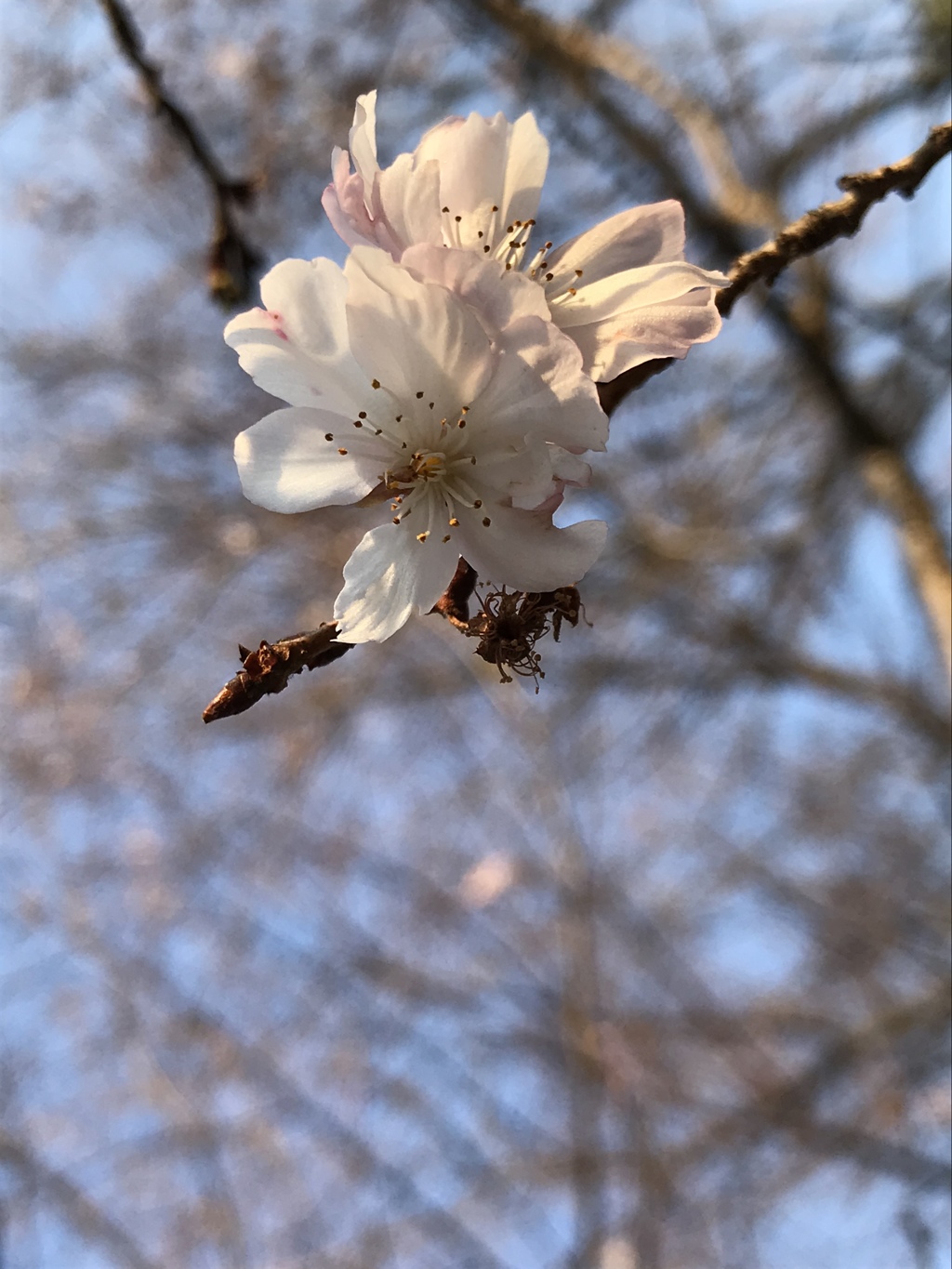 桜