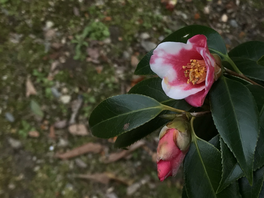 胡蝶侘助