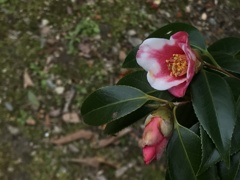 胡蝶侘助