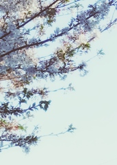 葉桜