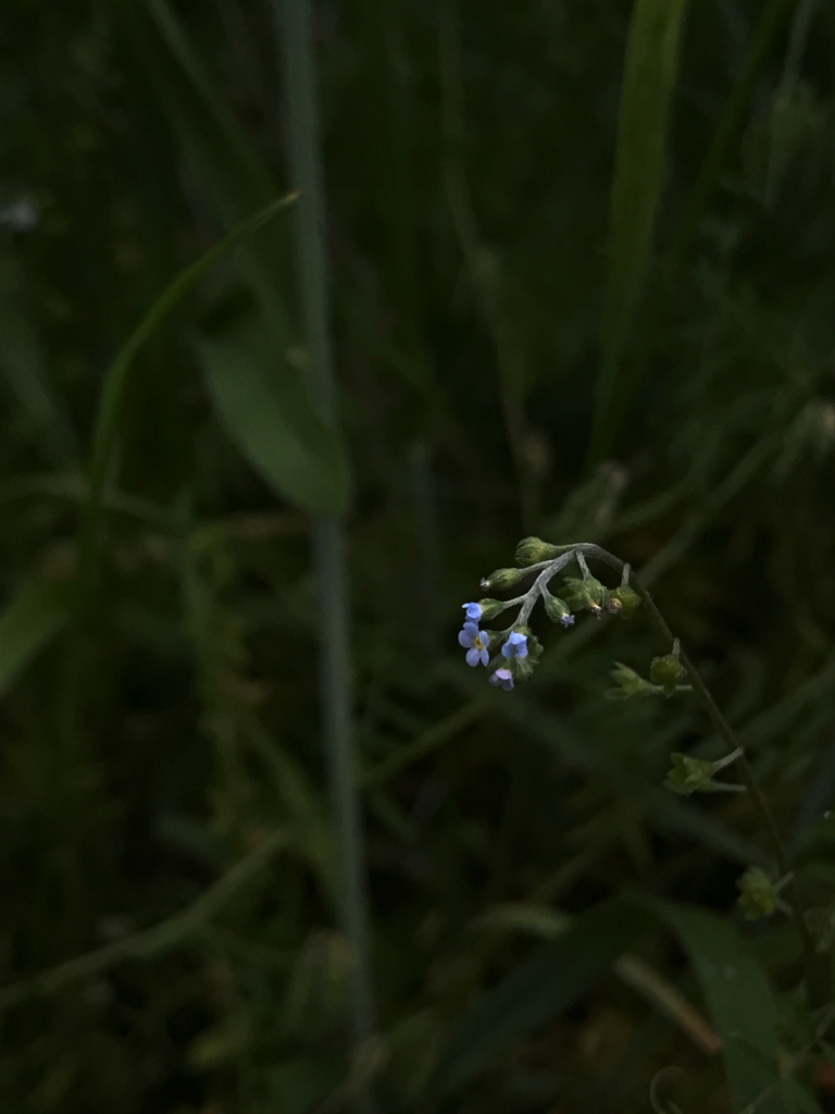 胡瓜草