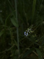 胡瓜草