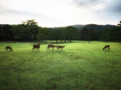 奈良公園