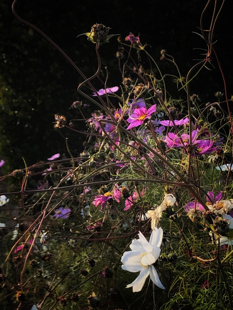終わりかけの秋桜