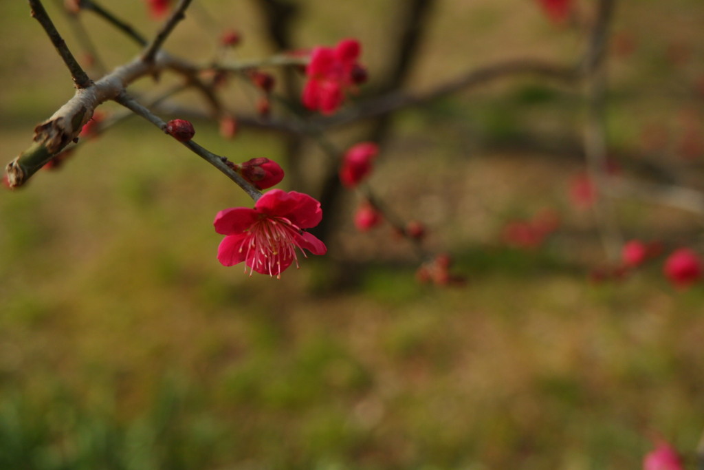 真紅…
