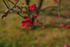 真紅…