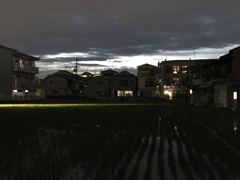 カエルの歌が…♪