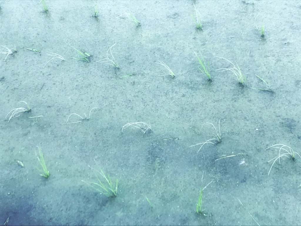 田植え